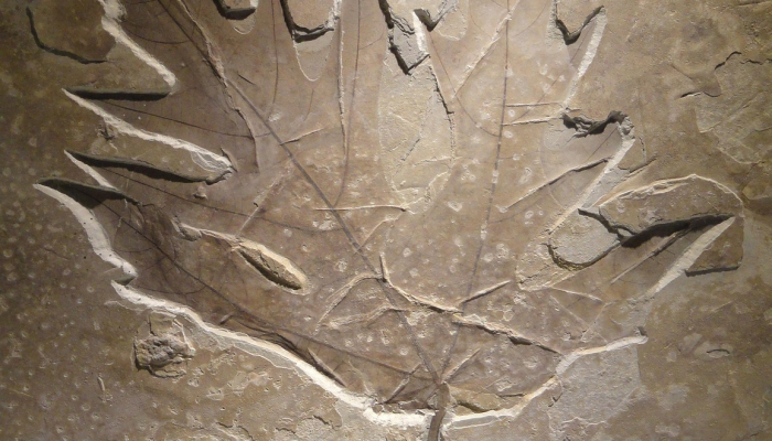 一瞥灭绝：科学家们发现了恐龙时代末期的非凡化石