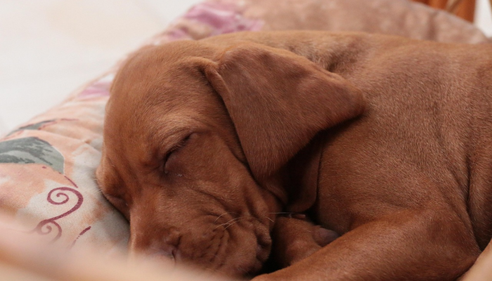 最新研究表明,任何活动——甚至睡觉——都比坐着对心脏更好 最新研究表明,任何活动——甚至睡觉——都比坐着对心脏更好