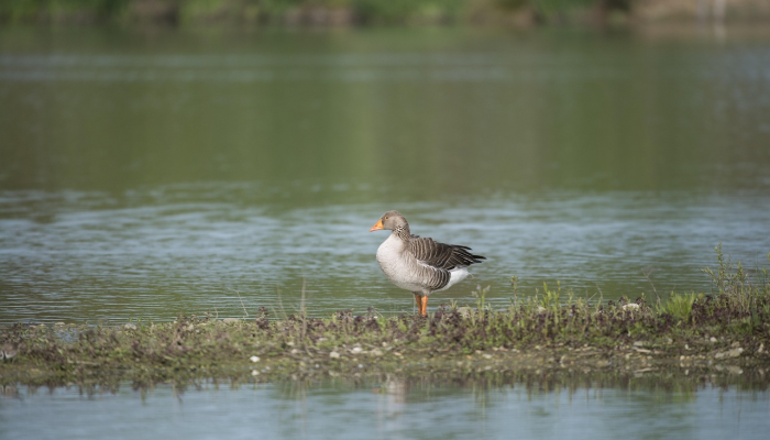 照片显示,被暴风雨吓坏的马被困在池塘里然后NC的救援人员出现了 照片显示,被暴风雨吓坏的马被困在池塘里然后NC的救援人员出现了