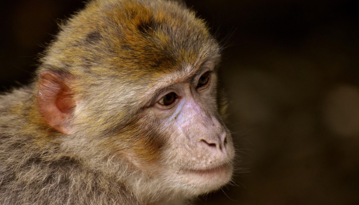 美国提议将木鹳从濒危物种名单中移除