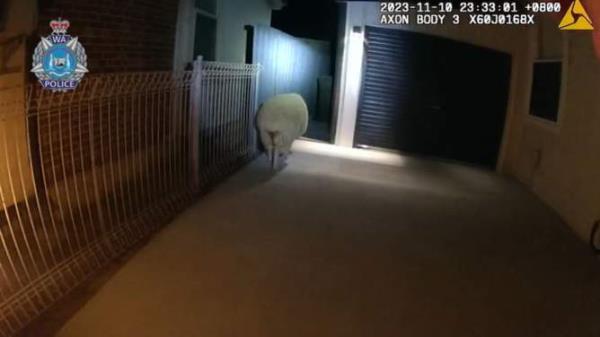 The sheepish suspect is pursued by Geraldton Police.