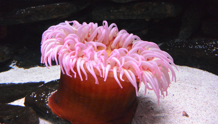 有鳞片的粉红色海洋生物,有一只额外的“眼睛”,发现于西太平洋这是一个新物种 有鳞片的粉红色海洋生物,有一只额外的“眼睛”,发现于西太平洋这是一个新物种