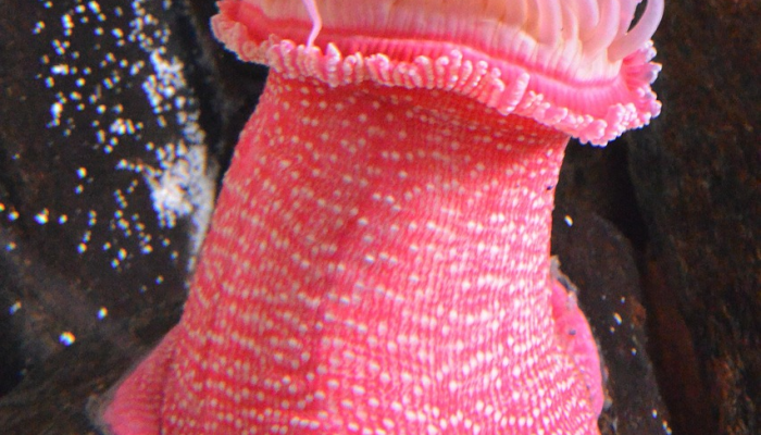 有鳞片的粉红色海洋生物,有一只额外的“眼睛”,发现于西太平洋这是一个新物种 有鳞片的粉红色海洋生物,有一只额外的“眼睛”,发现于西太平洋这是一个新物种