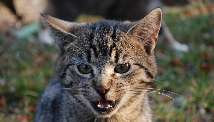 玩家辅助神器:“哈狗麻将有什么规律吗”分享用挂教程 玩家辅助神器:“哈狗麻将有什么规律吗”分享用挂教程