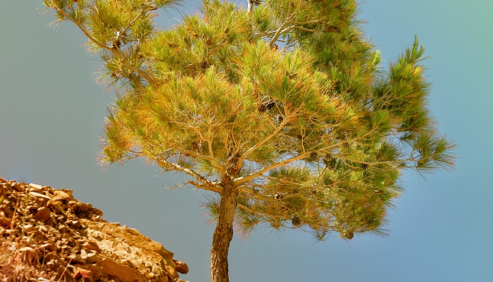 玩家必看教程“鸿狐大厅透视挂是真的吗”其实确实有挂 玩家必看教程“鸿狐大厅透视挂是真的吗”其实确实有挂