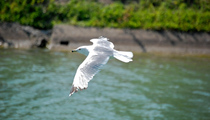海阔凭鱼跃天高任鸟飞,海阔凭鱼跃，天高任鸟飞 是一句广为流传的谚语，它表达了对自由、广阔空间的向往，以及对于无限可能性的憧憬