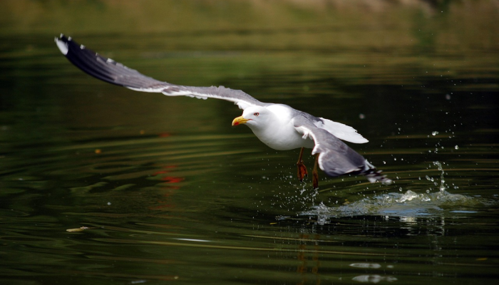 海阔凭鱼跃天高任鸟飞,海阔凭鱼跃，天高任鸟飞 是一句广为流传的谚语，它表达了对自由、广阔空间的向往，以及对于无限可能性的憧憬