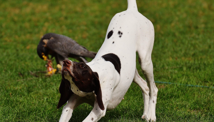 推荐一款”天天微友有没有挂!详细分享装挂步骤 推荐一款”天天微友有没有挂!详细分享装挂步骤