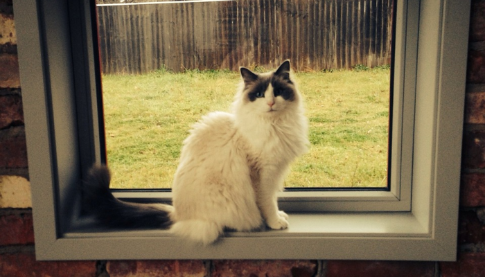 玩家辅助神器:“微乐河北麻将万能开挂器通用版”(曝光透视必备猫腻) 玩家辅助神器:“微乐河北麻将万能开挂器通用版”(曝光透视必备猫腻)