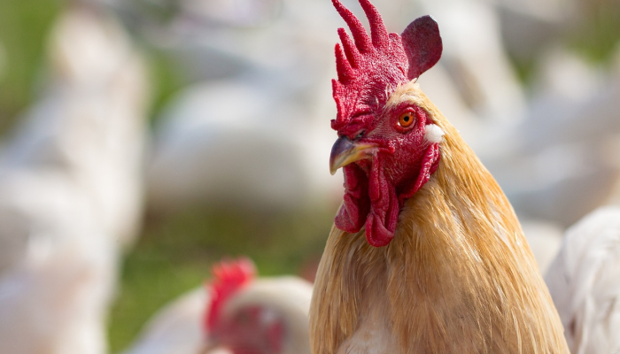 实测辅助“吉利比鸡可以开挂吗”(曝光透视必备猫腻)