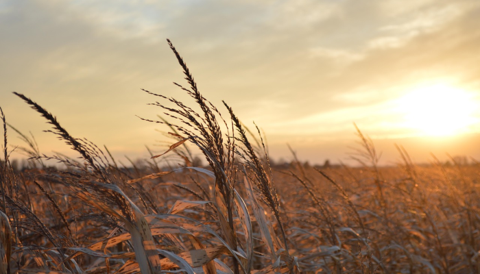 玉米田到油井:阿米特·沙阿说政府应该把玉米种植者和乙醇工厂联系起来 玉米田到油井:阿米特·沙阿说政府应该把玉米种植者和乙醇工厂联系起来