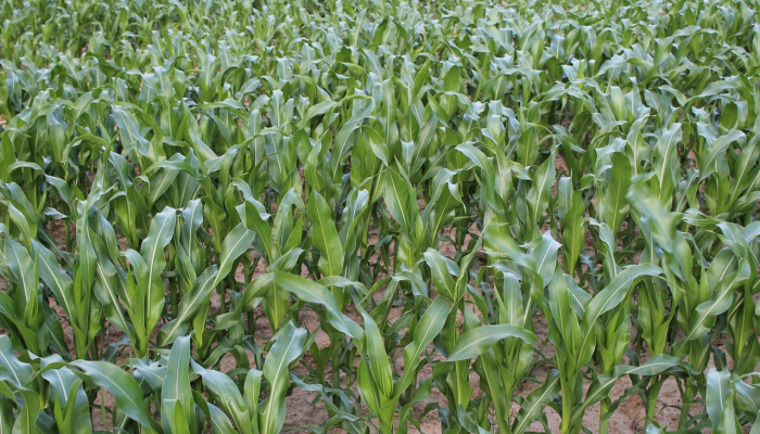 玉米田到油井:阿米特·沙阿说政府应该把玉米种植者和乙醇工厂联系起来 玉米田到油井:阿米特·沙阿说政府应该把玉米种植者和乙醇工厂联系起来