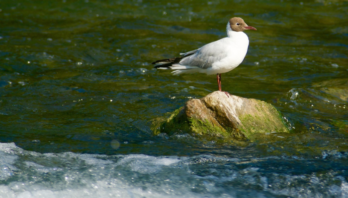 1分钟学会“潮汕汇app鱼虾蟹有没有挂”其实确实有挂 1分钟学会“潮汕汇app鱼虾蟹有没有挂”其实确实有挂