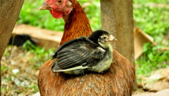 开挂辅助工具“新青龙大厅开挂作弊软件”(原来确实是有挂) 开挂辅助工具“新青龙大厅开挂作弊软件”(原来确实是有挂)