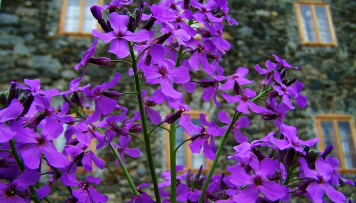 紫色的星星解释了索菲亚“地狱不”背后的深层含义