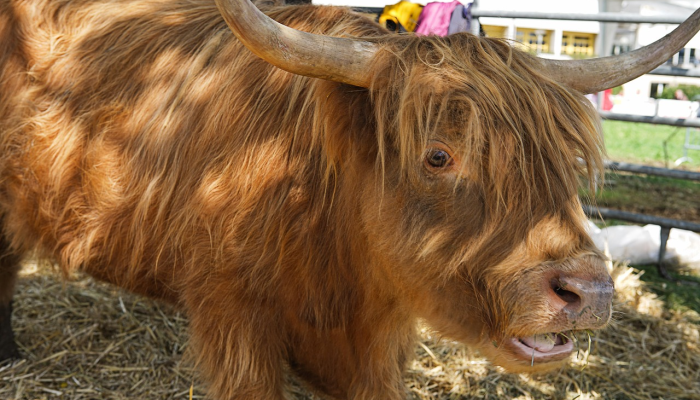 1分钟学会“可以赢钱的网站游戏牛牛”其实确实有挂 1分钟学会“可以赢钱的网站游戏牛牛”其实确实有挂