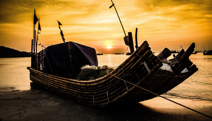 揭开谜团:为什么海洋捕食者潜入黑暗的深海的新见解 揭开谜团:为什么海洋捕食者潜入黑暗的深海的新见解