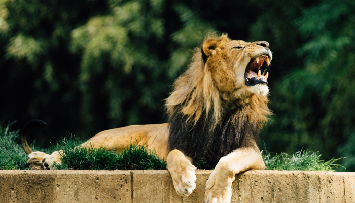 沃尔玛的工作人员听到雨水排水沟深处传来的哭声看可爱的小动物的救援 沃尔玛的工作人员听到雨水排水沟深处传来的哭声看可爱的小动物的救援