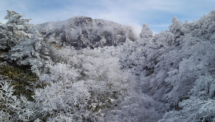寒流中,汉拿山迎来了今年的第一场雪 寒流中,汉拿山迎来了今年的第一场雪