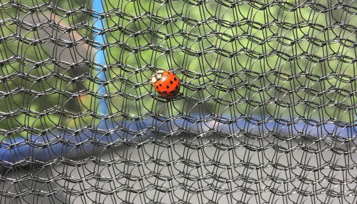 今年夏天，这种热带鱼在北卡罗来纳州水域第二次打破纪录