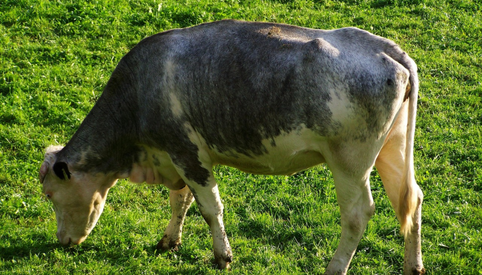 推荐一款”心悦拱牛有挂吗”其实确实有挂 推荐一款”心悦拱牛有挂吗”其实确实有挂