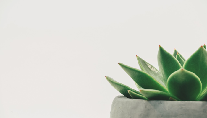 最新教你“哈糖大菠萝有挂吗!详细分享装挂步骤 最新教你“哈糖大菠萝有挂吗!详细分享装挂步骤