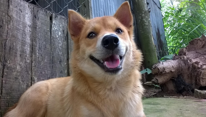 狗吃掉了33.2万卢比业主们为了挽救这笔钱做了什么