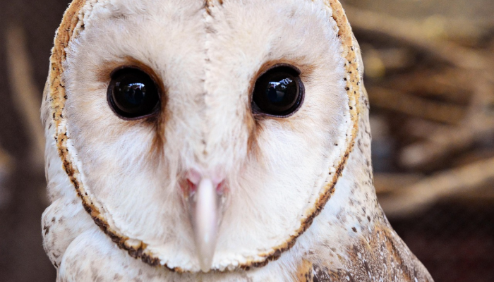 奇怪的呼吸道疾病袭击了美国狗