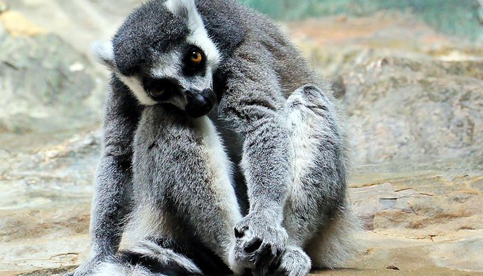 伦敦动物园的动物们站在磅秤上进行年度称重