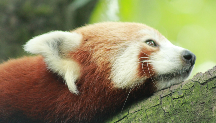 伦敦动物园的动物们站在磅秤上进行年度称重