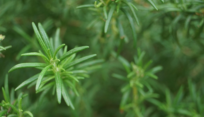 大自然的密码：植物如何通过空气“交谈”