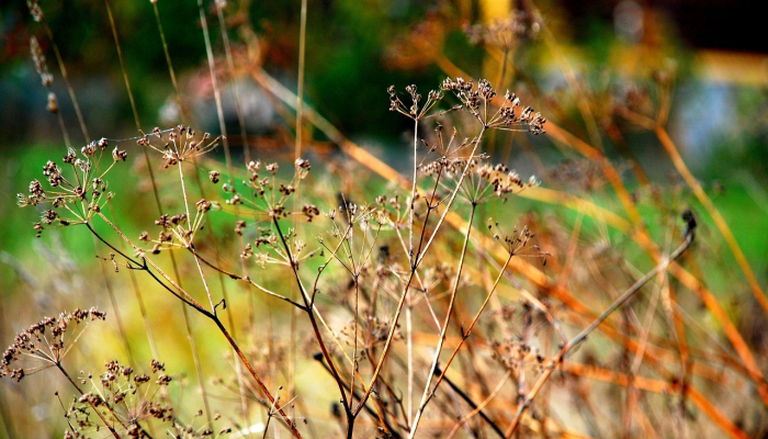 大自然的密码：植物如何通过空气“交谈”