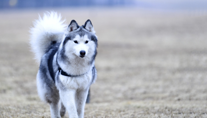 在沙特阿拉伯沙漠中发现的夜间发光的有毒生物这是一个新物种