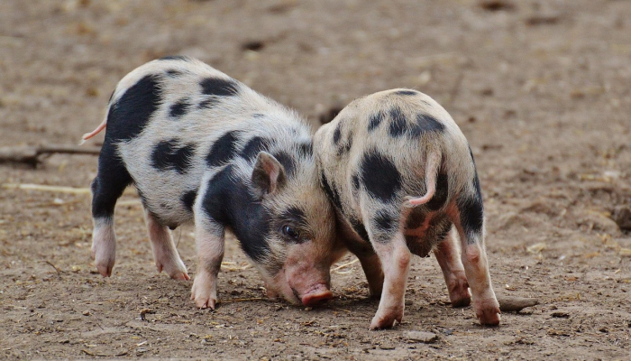 《行尸走肉》的创作者认为忠实的动画改编“会很有趣” 《行尸走肉》的创作者认为忠实的动画改编“会很有趣”